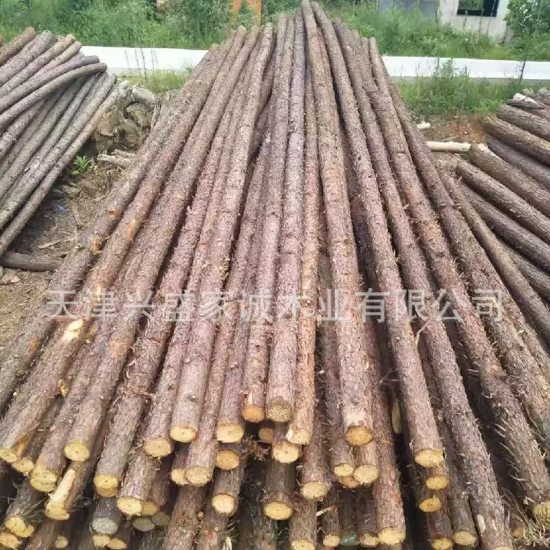 杉木原木桩护外河道驳岸松木实木桩绿化苗木支撑杆落叶松原木打桩