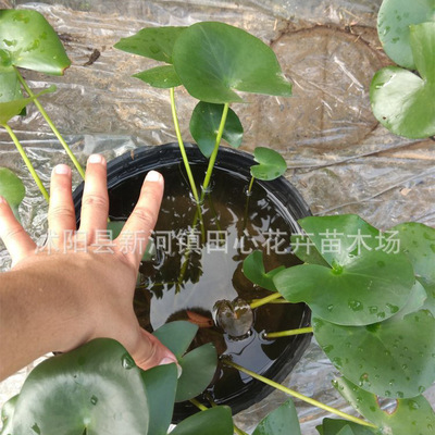 大盆睡蓮 單瓣濕地綠化用睡蓮 口徑22CM 基地供應多色水生植物