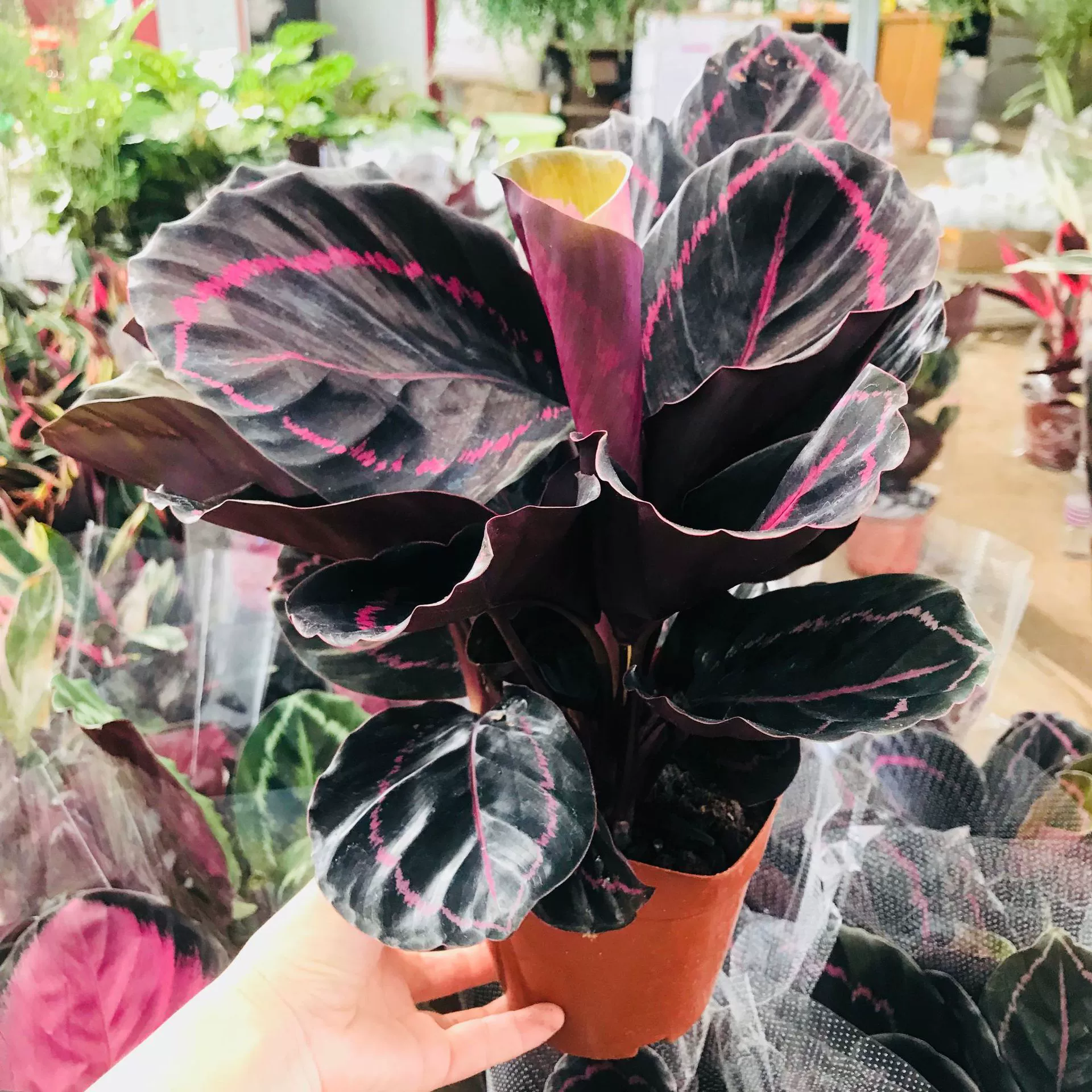 Крытый балкон Гостиная Зеленые растения Горшечные растения Красная Красивая фиолетовая спинка Горшечные растения Вечнозеленые все сезоны Легко поднимать и живые цветы