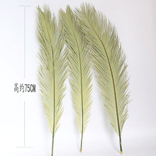 云南铁树基地直供 干花铁树叶  热卖ins风婚礼家居软装花材蒲葵