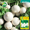 Factory wholesale four seasons sowing white cherry radish seeds White Ding Xiaolibu Room the indoor rural vegetable seeds