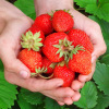 Cream fruit strawberry four seasons indoor, factory direct supply