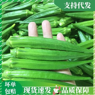 Бесплатная доставка Fujian Fresh Okite теперь выбирает фрукты, желтую бамию, свежие фермеры Оптовые рестораны супермаркета.