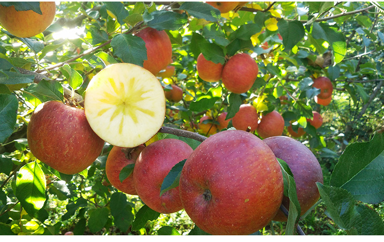 gWmWivOiz9St5Ja2ZAY8YM71j7ThHHcFReFk