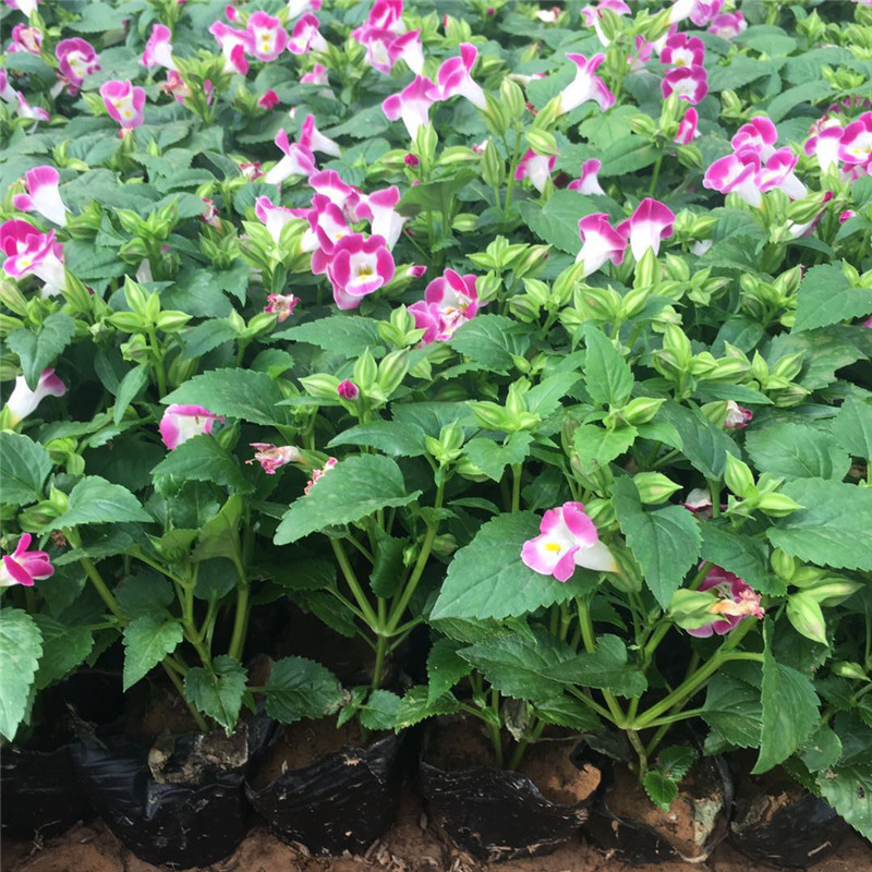 耐炎热夏瑾花种子 宿根花卉基地批发 夏堇四季草花价格量大从优-阿里巴巴