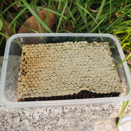 老巢蜜 百花蜜盒装500g荆条蜂蜜 农家蜂场直供土蜂蜜