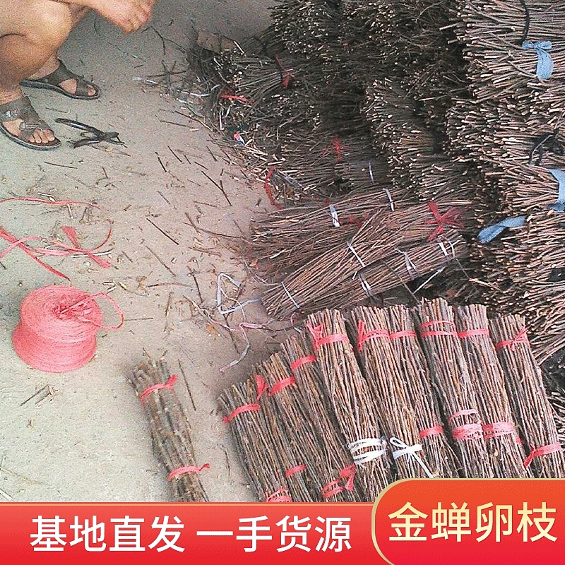 Оптовая и розничная торговля ветвями золотых цикадных яиц, ветвями золотых цикадных яиц, производители поставляют технологию разведения золотых цикад, ветвями золотых цикад.