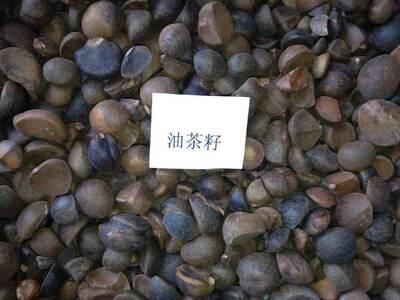 供应山茶籽、油茶籽