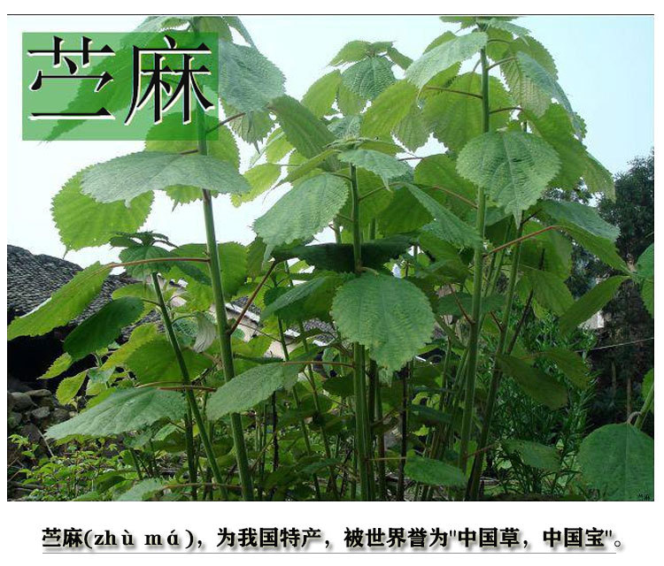 0203背心_03.jpg