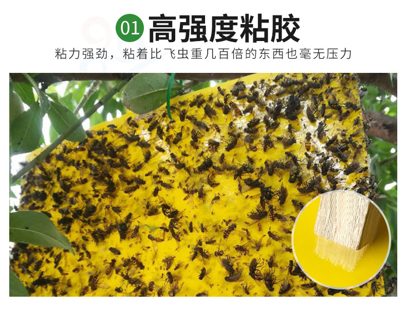 双面粘虫板详情_04.jpg
