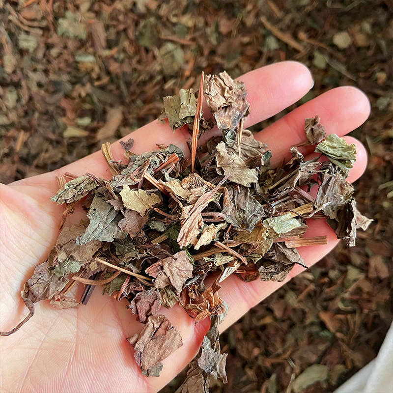 Dried Houttuynia Leaf Powder Yu Xing Cao 鱼腥草 Herbal Powder for Cooking and Decoction 500g in use