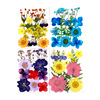 PRESSED FLOWER material bag dry flower pressure flower field combination of flower material bag and leaves paste painting