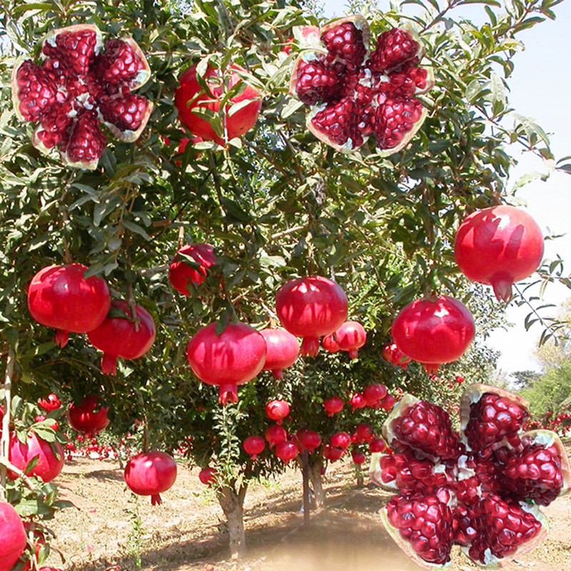 Pomegranate Sapling Tunisia Soft pomegranate seeds courtyard Seedless Pomegranate tree Fruit tree Then Result