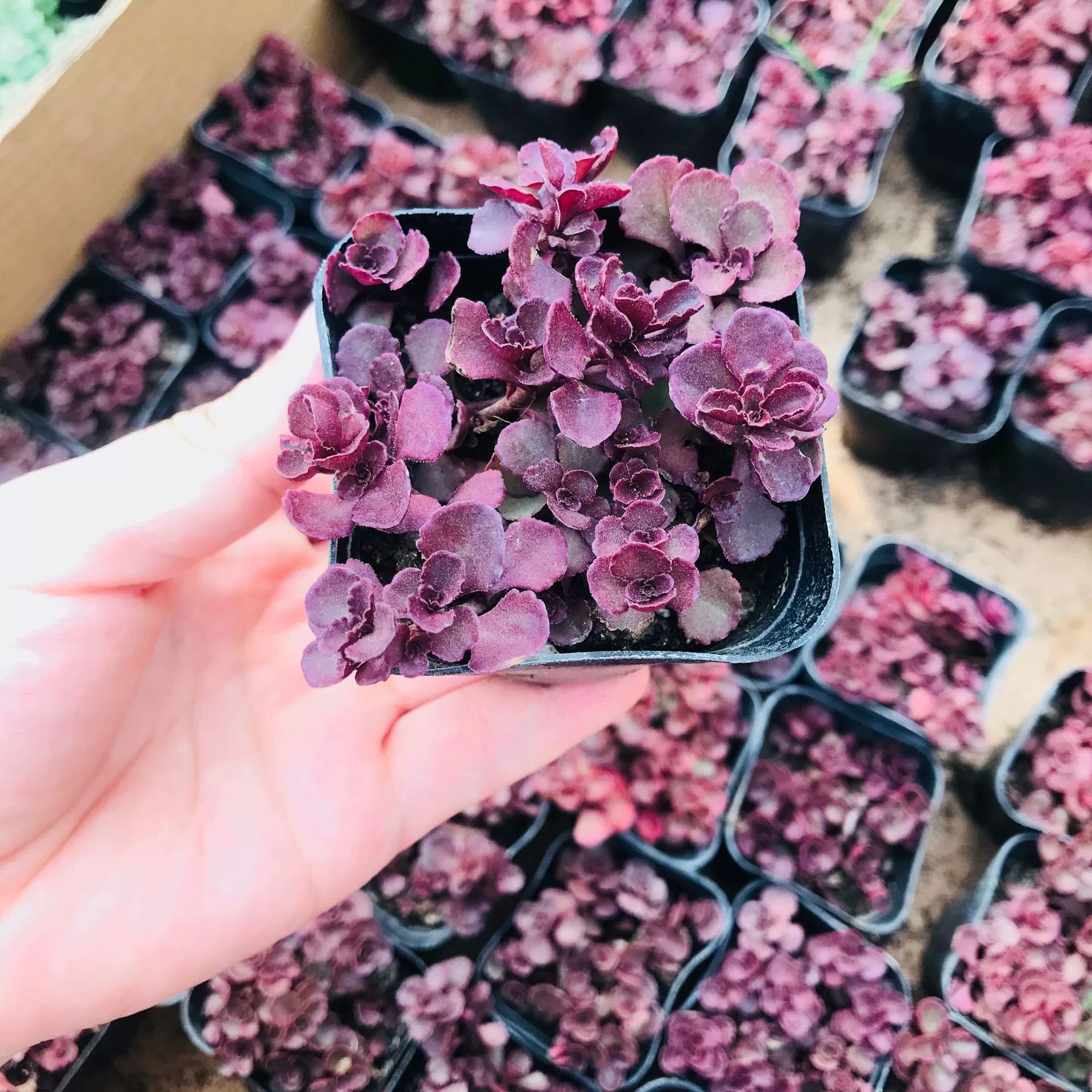 Теплица оптом суккулентные растения Крытый офис Настольный шар Роза новичок легко поднять легко жить больше мяса оптом