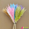 Golden thread small reed Mini bouquet Yunnan dried flowers props Home accessories Dry Flowers of Phragmites australis