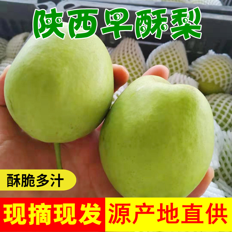 新鲜早熟酥梨子酥脆多汁带箱10斤应季水果青皮梨3/5斤包邮批发