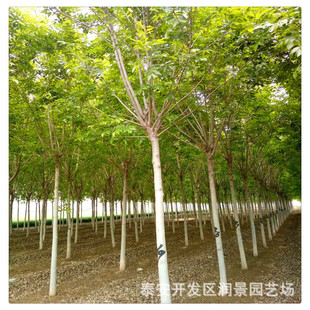 10����������Ϟ����r�� 10����ԭ����Ϟ���l ��ʽ��Ϟ��Nֲ����