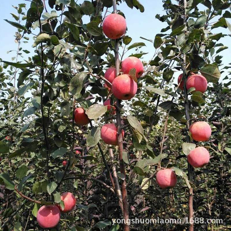 微信图片_201806191545584