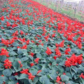 湖南一串红花苗市场批发 时令草花花卉园艺 存活率高的一串红小苗