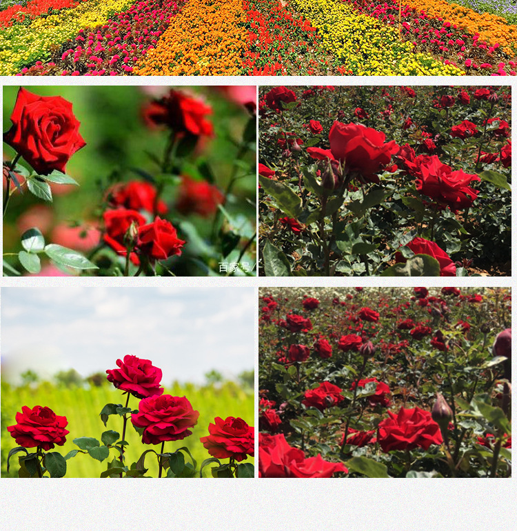 Dried Rose Petals Mei Gui Hua Bulk Loose Flower Tea and Bath Petals 500g from Yunnan preparation