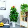 Large -leaf green dill pillar room large potted living room Green potted plant purification air office flower