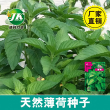 薄荷种子四季播种阳台盆栽观赏食用易种清爽原厂彩包大叶留兰香