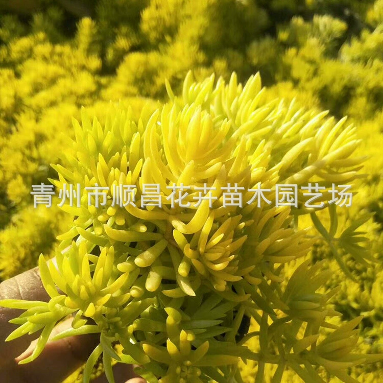 Золотой Лист Фергурус Изоляция Крыши Озеленение Рассады Цинчжоу База Оптовая Золотой Лист Фергурус