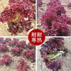 Purple -leaf lettuce seed farmland vegetable garden can be potted and tender loose leaf sawtooth -shaped purple lettuce vegetable seeds wholesale