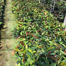 盆栽四季海棠茶花小苗 品种茶花 15-25公分高 四季海棠茶花
