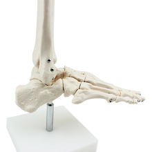 人体脚足关节模型骨科医用教学演示人体骨骼模型骨架六大关节模型