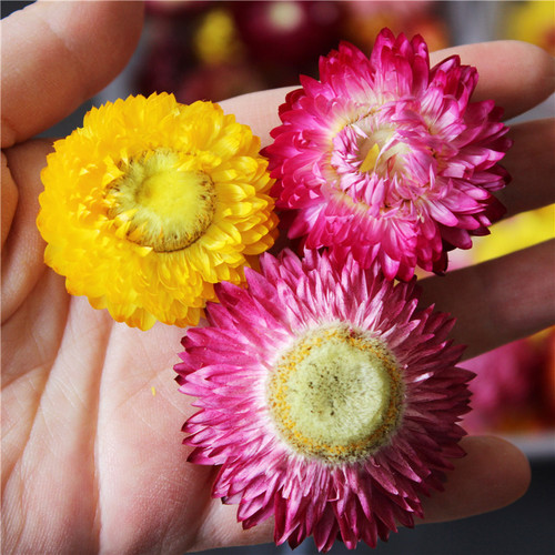 云南干花真花摆件七彩菊花束DIY花头麦秆菊植物干花雏菊家居装饰