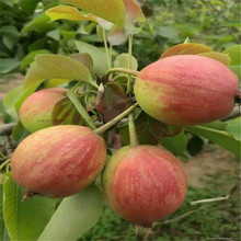 果樹苗基地直供梨樹苗現挖現賣新鮮發貨易成活 早酥紅梨
