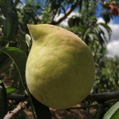 鹰嘴桃 包邮一件代发3斤5斤装甜脆桃子 云南毛桃 应季热带水果|ms