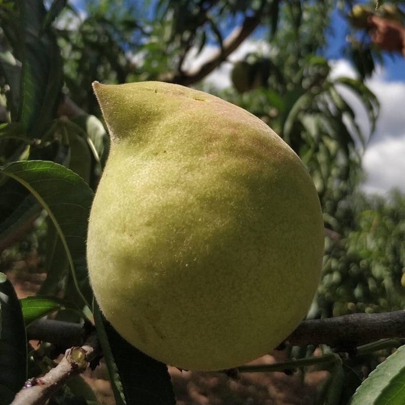 鹰嘴桃 包邮一件代发3斤5斤装甜脆桃子 云南毛桃 应季热带水果|ms