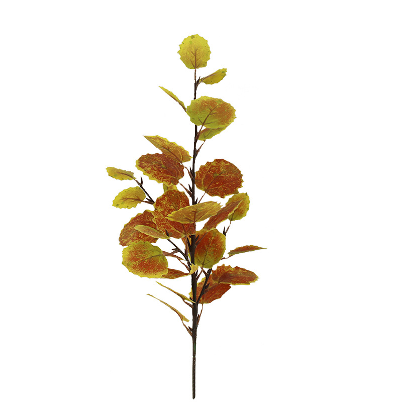 XRB-046 欧洲山杨四叉枝1.jpg