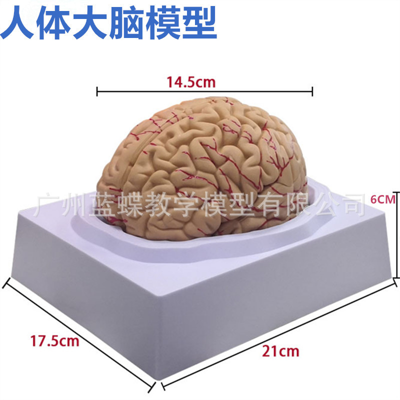 脑解剖模型 脑标本 仿真教学人体大脑模型 脑模型 可拆分为8片-阿里巴巴