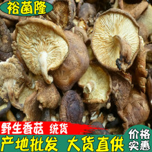 【裕菌隆】 香菇 野生菇 野生香菇 云南产地直供 大货批发