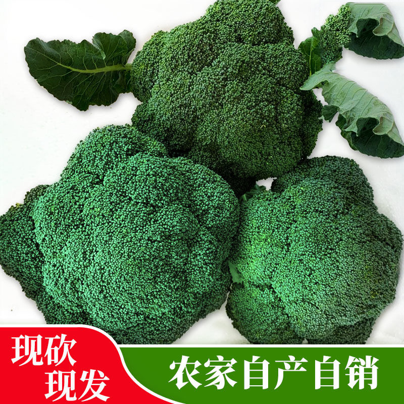 fresh Broccoli Broccoli Cauliflower Broccoli Fresh vegetables 6 pounds