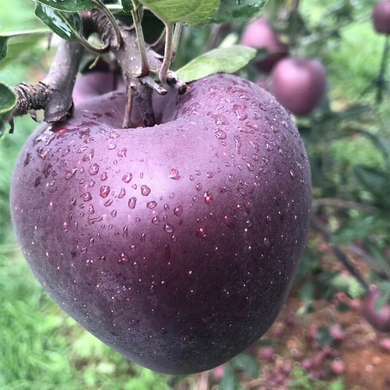 【現貨】雲南昭通黑卡蘋果嘎啦蘋果應季新鮮稀有水果5斤裝10斤裝