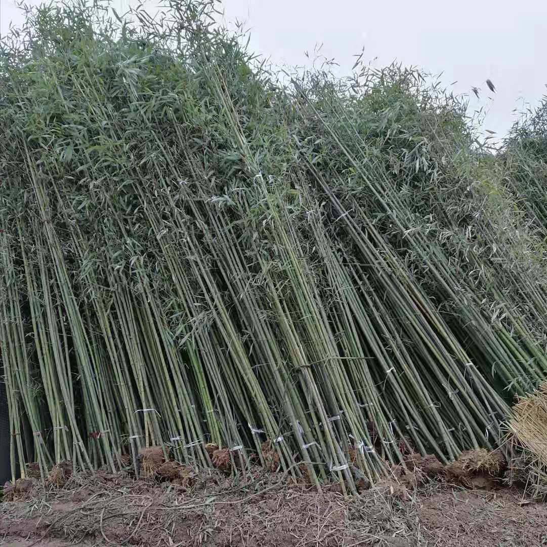 园林竹子的种类,古人,常见_大山谷图库