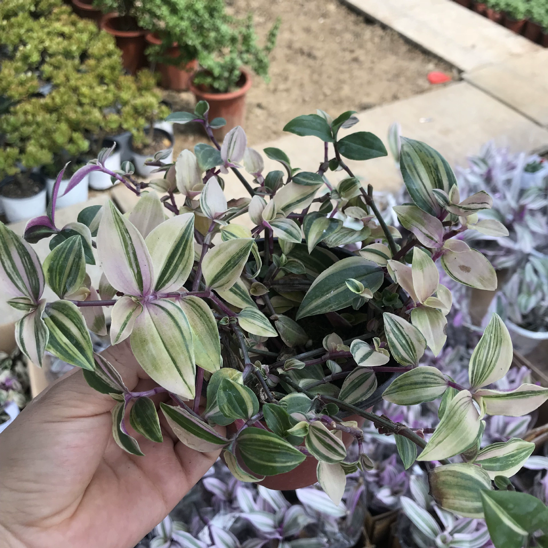 Свадебное платье bracketplant Горшечное растение крытый балкон Рабочий стол висит зеленое растение вечнозеленое все сезоны листья хорошее выращивание Горшечное растение