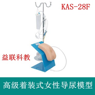 Dress -style female urinary model female urine conductivity exercise model Shanghai women's urine conduction model