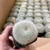 Base direct supply of household plants and flowers potted fairy balls Potted white snow light