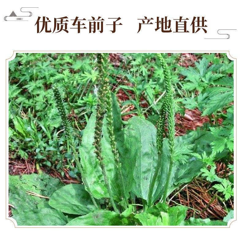 Plantago Seed Che Qian Zi Dried Whole Seeds 500g for Culinary and Traditional Herbal Use key features