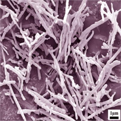 纳米氧化铝晶须 陶瓷材料增强改性50nm/20um高长径比氧化铝纳米线