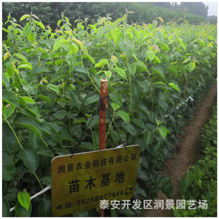 �������������Ʒ�N 10�·ݳ��� ���� ζ���֭ �����S�������