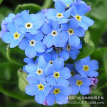 勿忘草种子 勿忘草种子品牌 图片 价格 勿忘草种子批发 阿里巴巴