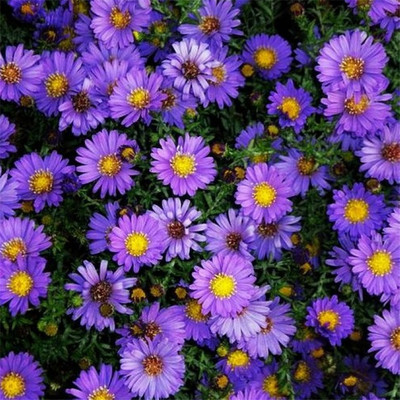 散装荷兰菊花种子四季易种 阳台庭院盆栽花卉 多年生纽约紫菀花籽