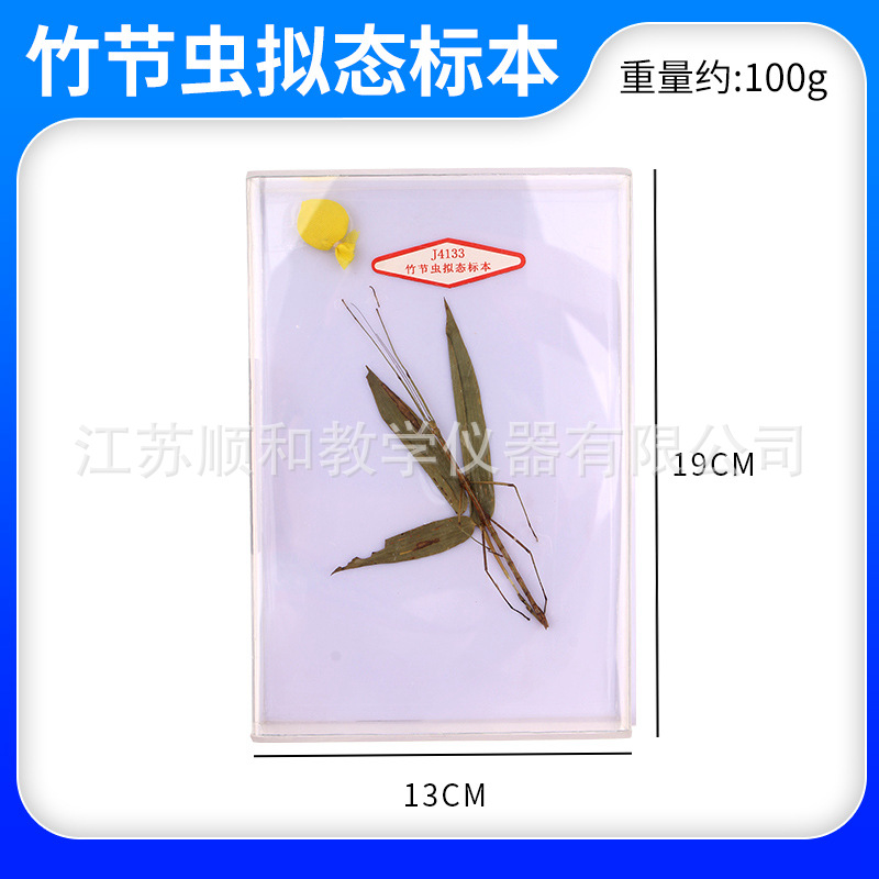 竹节虫拟态标本 J4133 初中高中生物实验器材 教学仪器