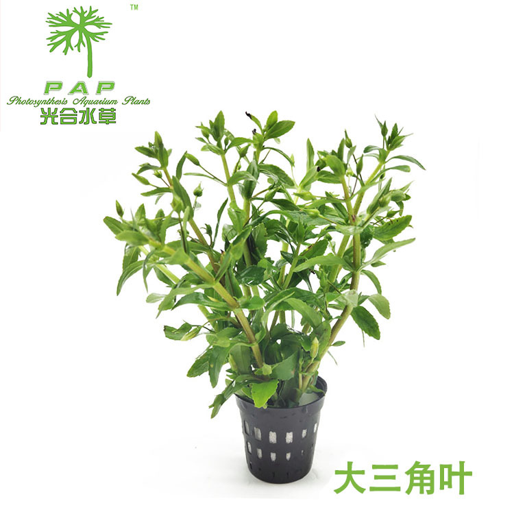 大三角叶